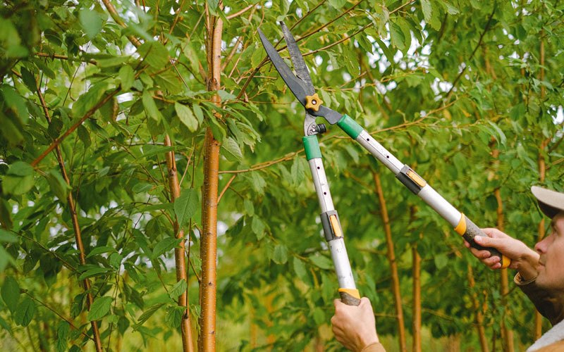 Tree trimming in Au Sable Forks, NY